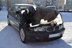 COW.jpg