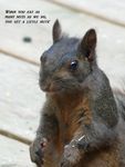 Tree Rat.jpg