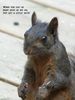Tree Rat.jpg