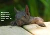 Tree Rat 2.jpg
