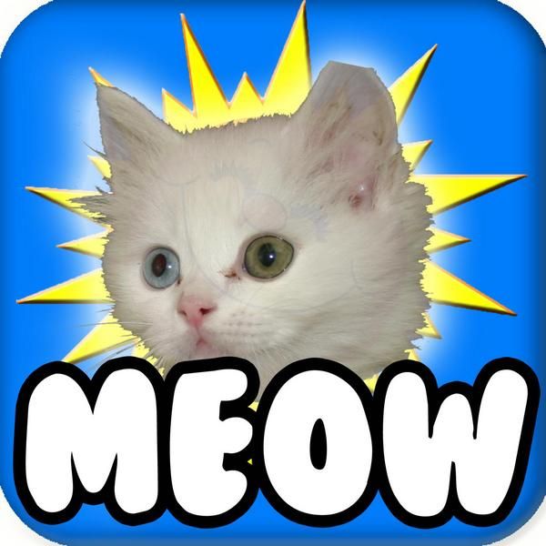 meow.jpg