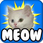 meow.jpg