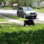 bearhedge.jpg