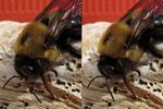 3-D_Bumble-Bee_ADJ_CR-3_1246-1247.JPG