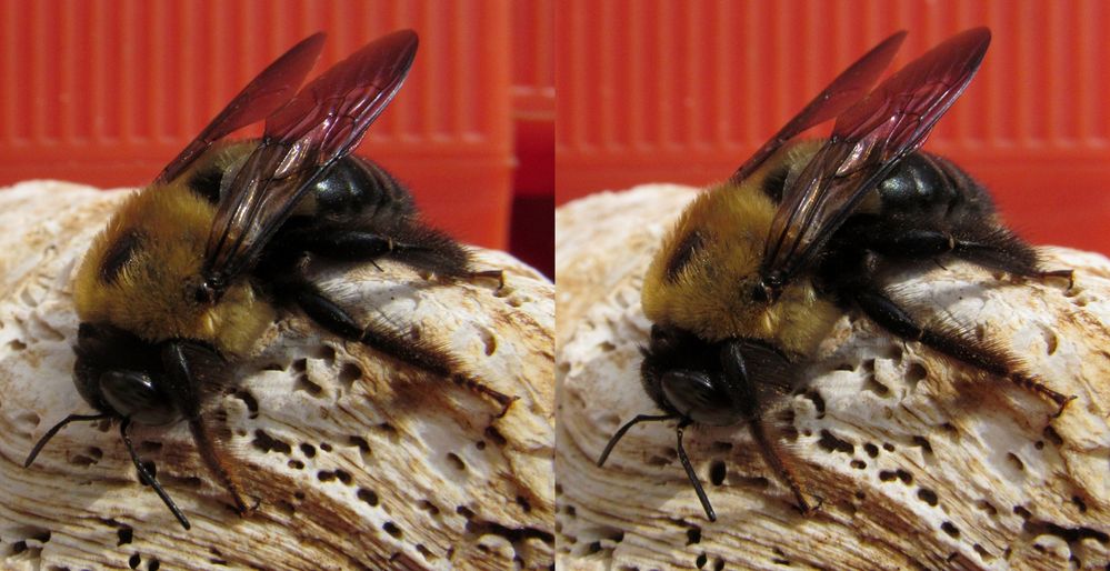 3-D_Bumble-Bee_ADJ_CR-2pt5_1246-1247.JPG