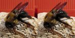 3-D_Bumble-Bee_ADJ_CR-2pt5_1246-1247.JPG