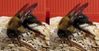 3-D_Bumble-Bee_ADJ_CR-2pt5_1246-1247.JPG