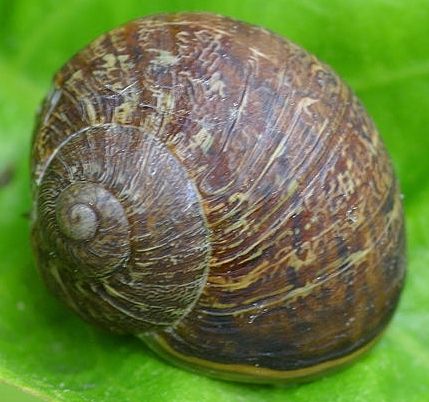 snail pic.jpg