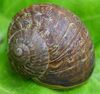 snail pic.jpg