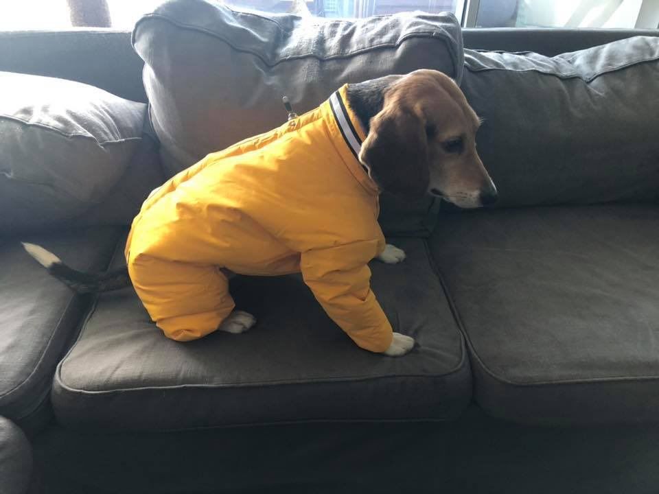 Dog - Winter.jpg