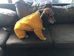 Dog - Winter.jpg