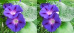 Morning_Glory-TRIPLICATE_3-D_-_0870_0871.JPG